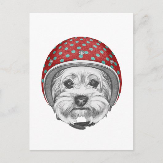 Yorkshire Terrier Dareduivel Briefkaart (Voorkant)