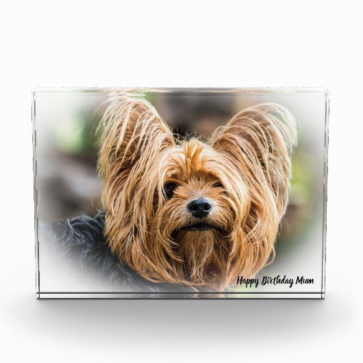 Yorkshire Terrier Dog. Fotoblokken (Voorkant)