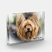 Yorkshire Terrier Dog. Fotoblokken (Links)
