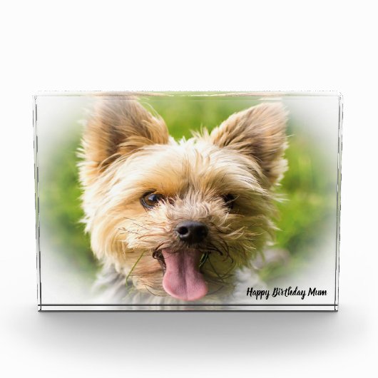 Yorkshire Terrier Dog. Fotoblokken (Voorkant)