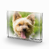 Yorkshire Terrier Dog. Fotoblokken (Rechts)