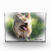 Yorkshire Terrier Dog. Fotoblokken (Voorkant)