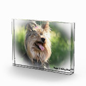 Yorkshire Terrier Dog. Fotoblokken (Rechts)
