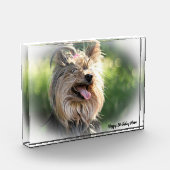 Yorkshire Terrier Dog. Fotoblokken (Links)