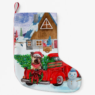 Yorkshire Terrier Dog in kerstcadeau Kleine Kerstsok