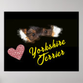 Yorkshire Terrier Eyes Solide Colour Poster (Devant)
