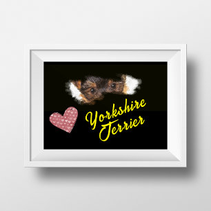 Yorkshire Terrier Eyes Solide Colour Poster