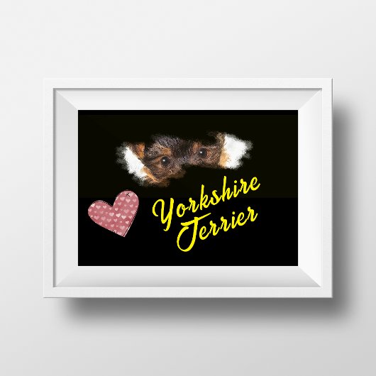 Yorkshire Terrier Eyes Solide Colour Poster