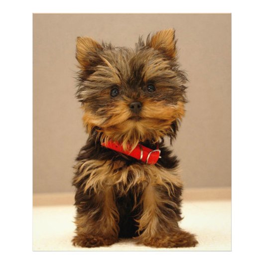 Yorkshire Terrier Foto Afdruk (Voorkant)