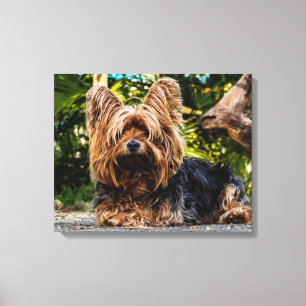 Yorkshire Terrier Foto canvas wandkunst Afdruk