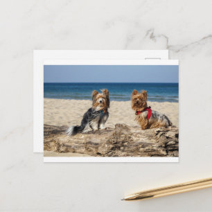 yorkshire-terrier groep op strand briefkaart