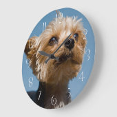 Yorkshire Terrier Grote Klok (Hoek)