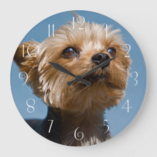 Yorkshire Terrier Grote Klok