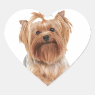 Yorkshire Terrier Hart Sticker