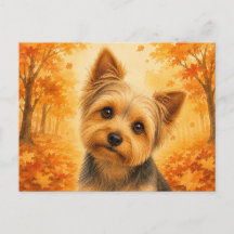 Yorkshire Terrier Herfst Bos Hond