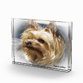 Yorkshire Terrier hond. Fotoblokken (Rechts)