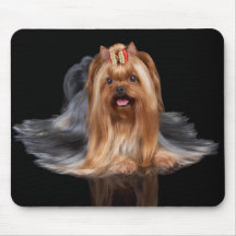 Yorkshire Terrier in zwart-wit