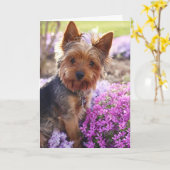Yorkshire Terrier Kaart (Gele Bloem)