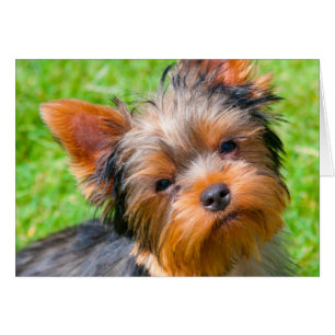 Yorkshire Terrier kijkt omhoog