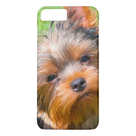 Yorkshire Terrier kijkt omhoog Case-Mate iPhone Case (Achterkant)