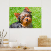 Yorkshire Terrier kijkt omhoog Poster (Keuken)