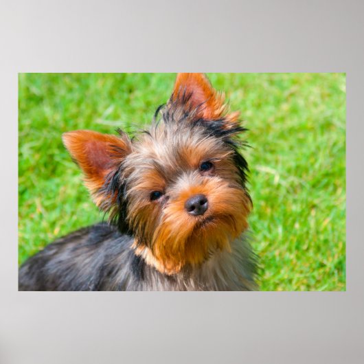Yorkshire Terrier kijkt omhoog Poster (Voorkant)