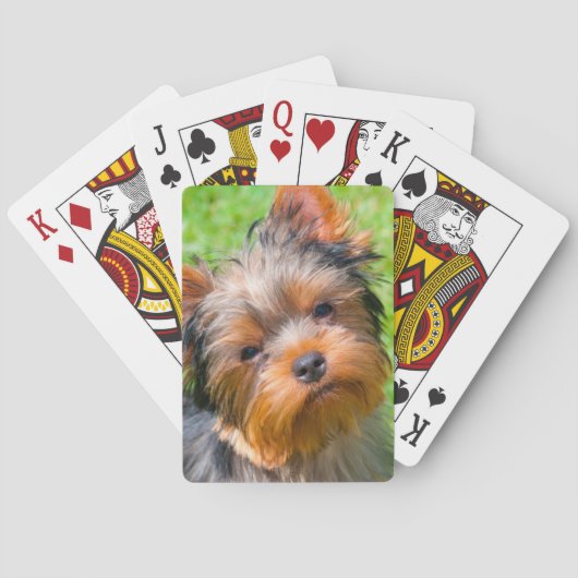 Yorkshire Terrier kijkt omhoog Speelkaarten (Achterkant)