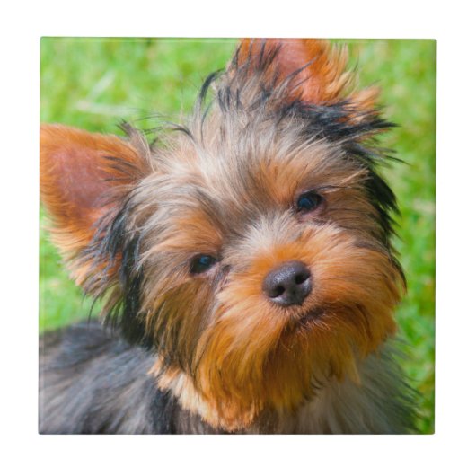 Yorkshire Terrier kijkt omhoog Tegeltje (Voorkant)