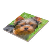Yorkshire Terrier kijkt omhoog Tegeltje (Zijkant)