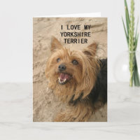 yorkshire terrier liefde met zwart en bruin plaatj