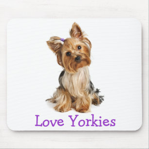 Yorkshire Terrier Liefde Yorkies Puppy Hond Muisma Muismat