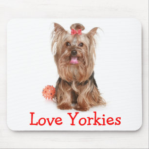Yorkshire Terrier Liefde Yorkies Puppy Hond Muisma Muismat