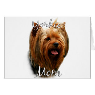 Yorkshire Terrier Ma 2