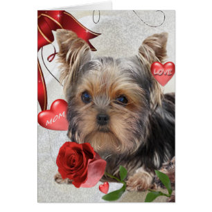 Yorkshire Terrier Ma Cards