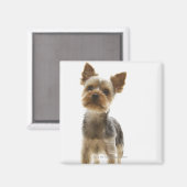 Yorkshire Terrier Magneet (Voorkant / Achterkant)