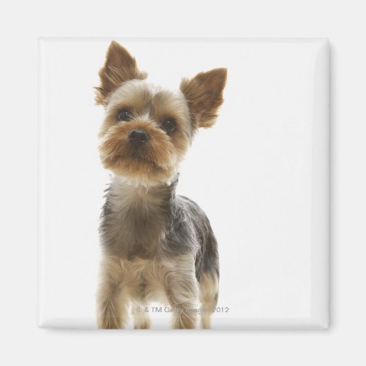 Yorkshire Terrier Magneet (Voorkant)