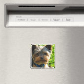 Yorkshire Terrier Magnet Carré (In Situ (Lave-vaisselle))