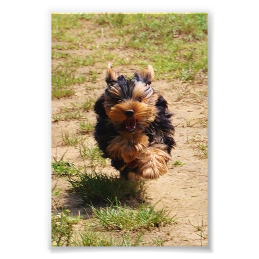 Yorkshire Terrier met foto Afdruk (Voorkant)