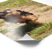 Yorkshire Terrier met foto Foto Afdruk (Hoek)