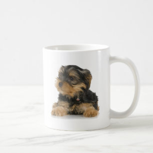 Yorkshire Terrier Mok