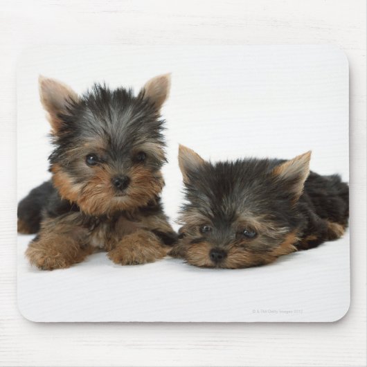 Yorkshire Terrier Muismat (Voorkant)