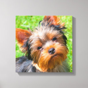 Yorkshire Terrier omhoog kijkend Canvas Afdruk