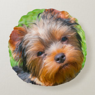 Yorkshire Terrier omhoog kijkend Rond Kussen