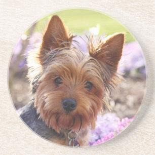 Yorkshire Terrier-Onderzetter Zandsteen Onderzetter