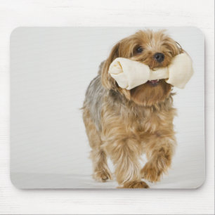 Yorkshire Terrier op witte achtergrond lopend Muismat
