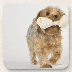 Yorkshire Terrier op witte achtergrond lopend Onderzetter