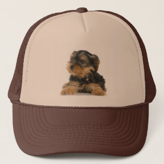 Yorkshire Terrier Pet