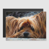Yorkshire Terrier Photo carte métallique (Devant / Derrière)