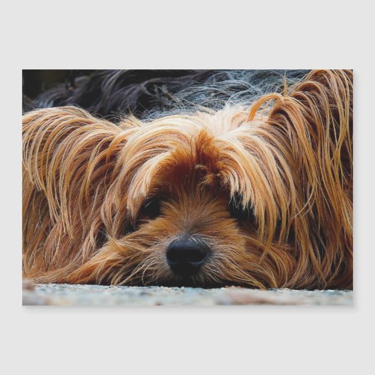 Yorkshire Terrier Photo carte métallique (Devant)
