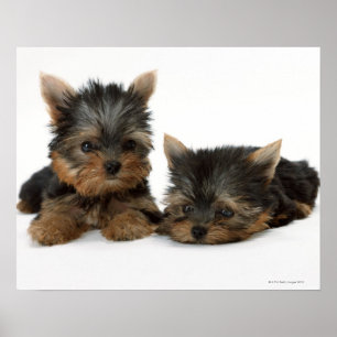 Yorkshire Terrier Poster